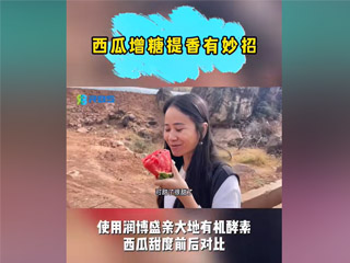 西瓜增糖提香有妙招，使用潤博盛親大地有機酵素，西瓜甜度前后對比